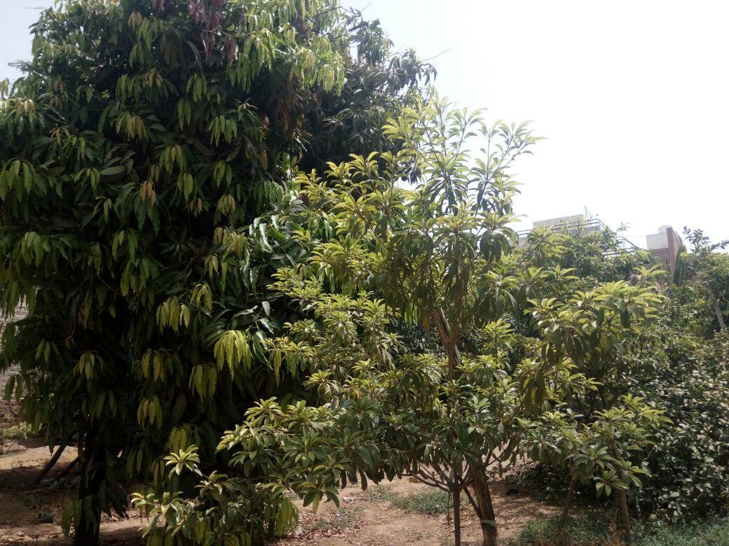 Nature Trail Camps & Homestay Dzsódhpur Kültér fotó